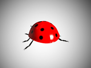 ladybug lady bird low poly rigged 3D Model