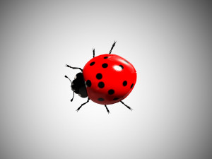 ladybug lady bird low poly rigged 3D Model