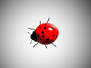 ladybug lady bird low poly rigged 3D Model