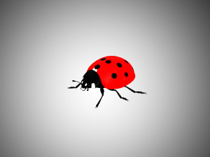 ladybug lady bird low poly rigged 3D Model