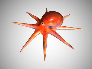 octopus rigged low poly 3D Model