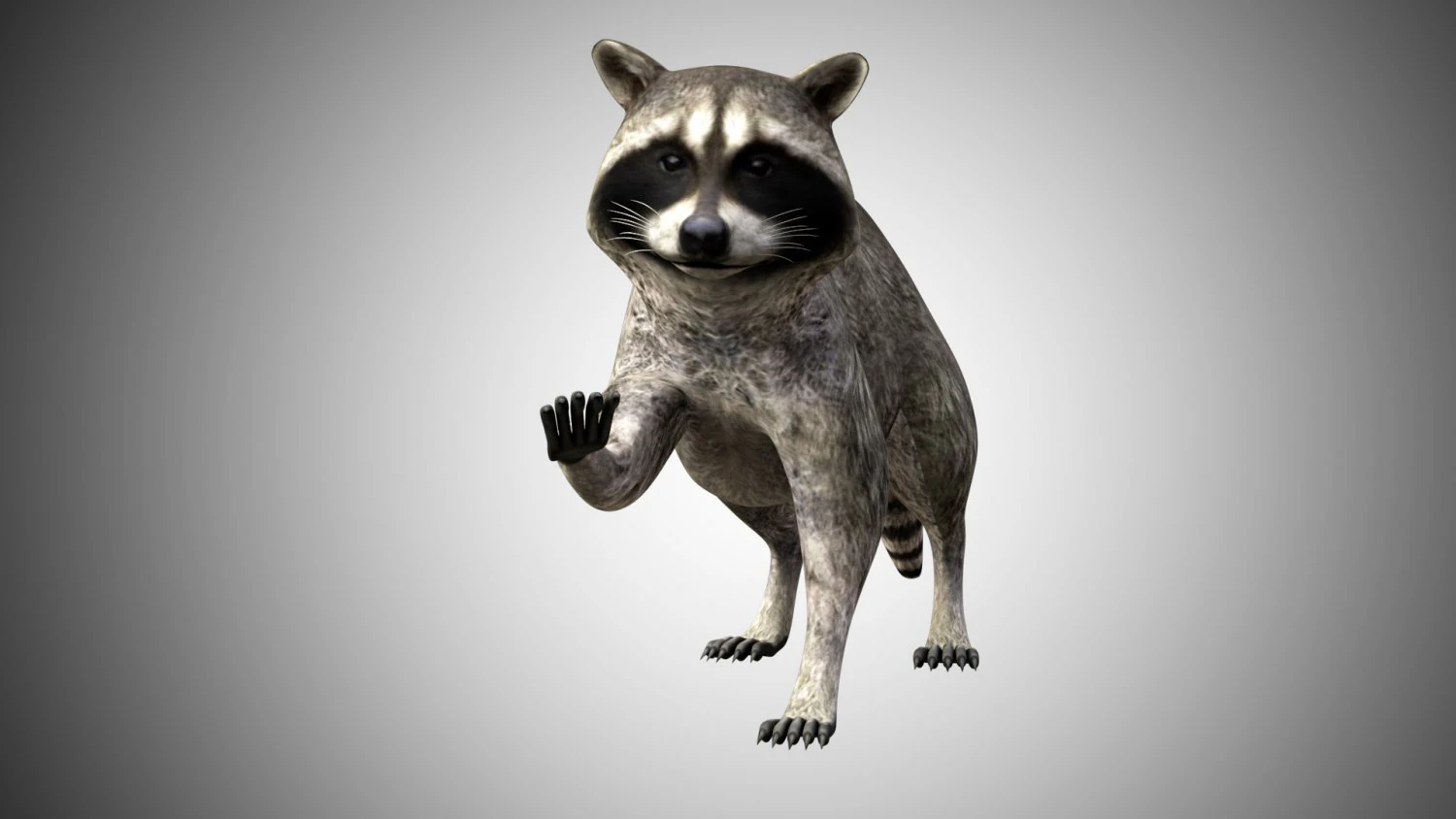 raccoon rigged low poly 3D Model .c4d .max .obj .3ds .fbx .stl .blend 