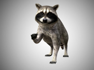 raccoon rigged low poly 3D Model