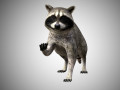 raccoon rigged low poly 3Dモデル
