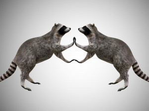 raccoon rigged low poly Model 3D