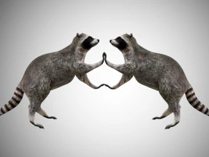 raccoon rigged low poly 3D Model
