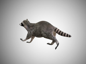 raccoon rigged low poly Model 3D