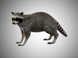 raccoon rigged low poly 3D Model