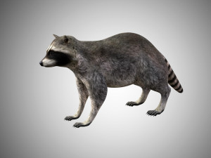 raccoon rigged low poly Model 3D