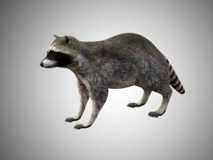 raccoon rigged low poly 3D Model