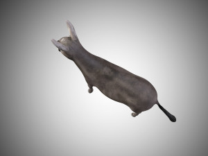 donkey rigged low poly 3D 模型