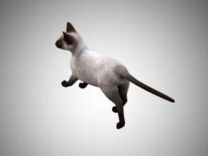 siamese cat low poly rigged 3D Model