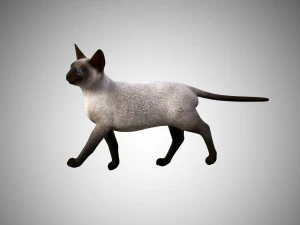 siamese cat low poly rigged 3D Model