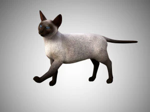 siamese cat low poly rigged 3D Model