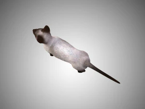 siamese cat low poly rigged 3D Model