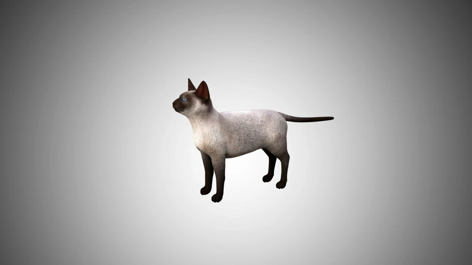 siamese cat low poly rigged 3D Model .c4d .max .obj .3ds .fbx .stl .blend 
