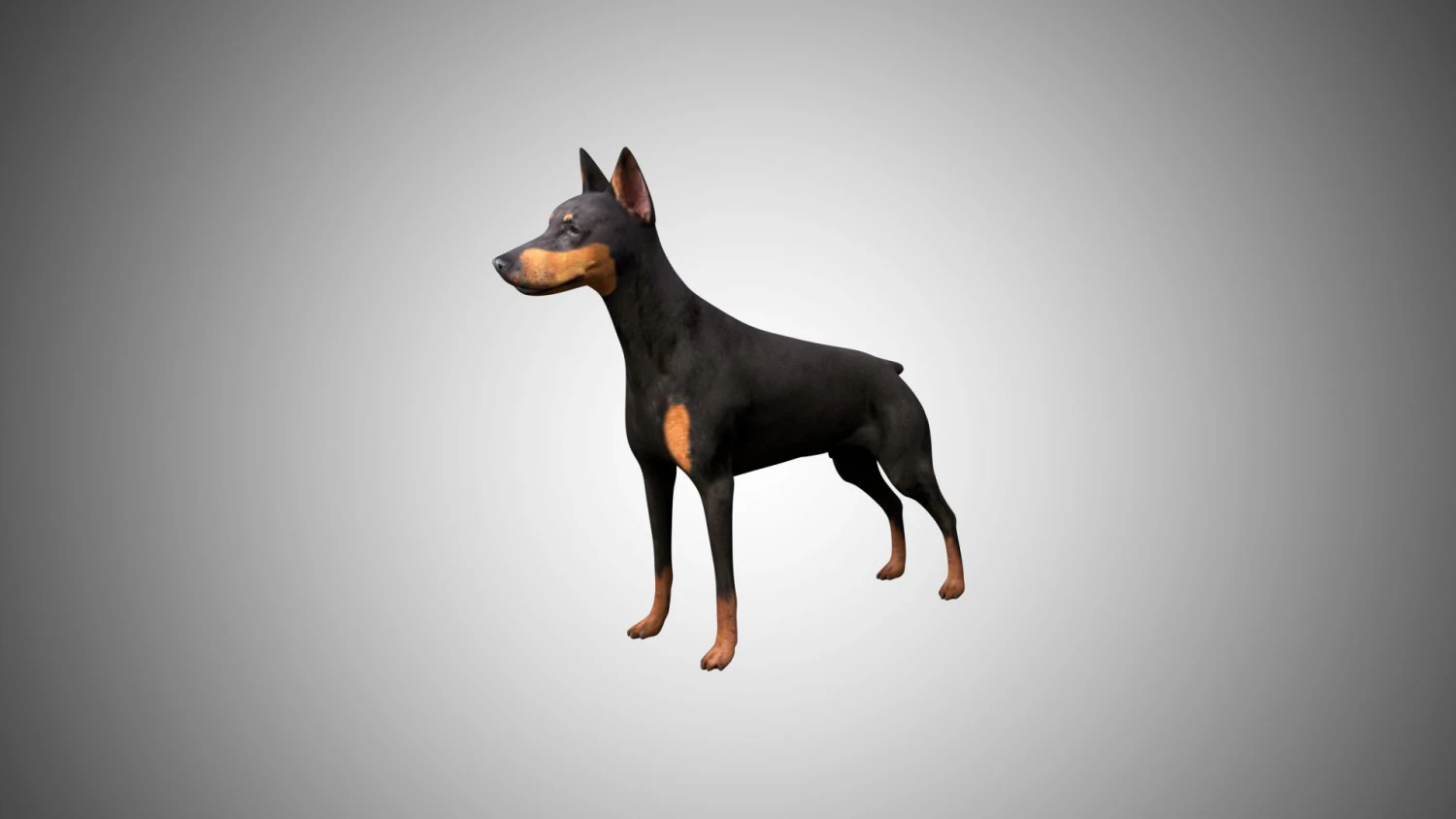 3d realistic low poly rigged doberman 3D Model .c4d .max .obj .3ds .fbx .stl .blend