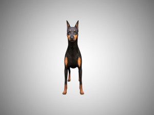 3d realistic low poly rigged doberman 3Dモデル