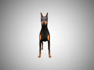 3d realistic low poly rigged doberman 3D Model