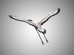 realistic low poly rigged crane 3D 모델