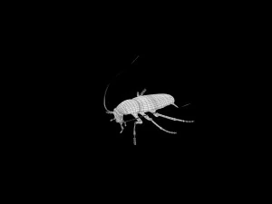 low poly rigged cockroach 3D Model