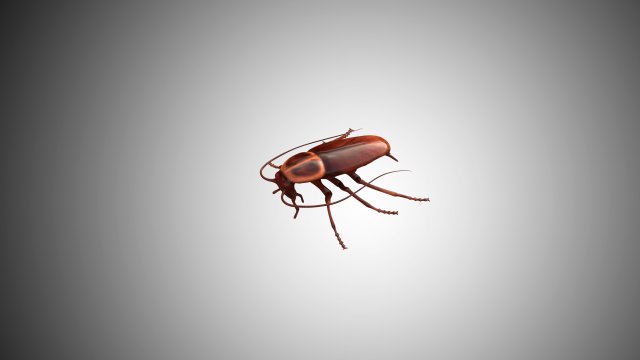 low poly rigged cockroach 3D 模型 .c4d .max .obj .3ds .fbx .stl .blend 