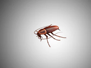 low poly rigged cockroach 3D Model