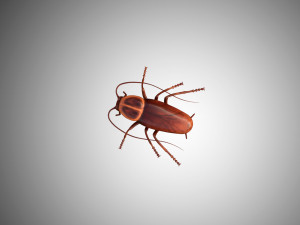 low poly rigged cockroach 3D 模型