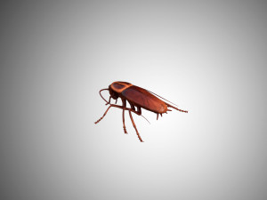 low poly rigged cockroach 3D 模型