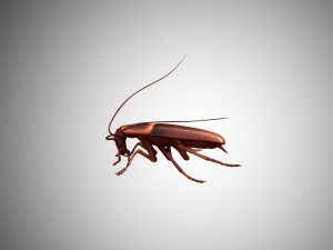 low poly rigged cockroach 3D 模型