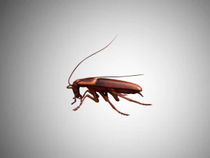 low poly rigged cockroach 3D Model