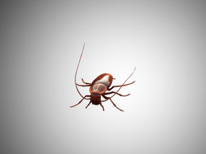 low poly rigged cockroach 3D 模型