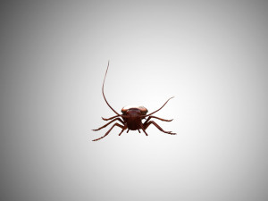 low poly rigged cockroach 3D 模型