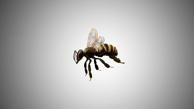 bee low poly rigged game ready Model 3D .c4d .max .obj .3ds .fbx .stl .blend 