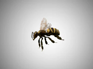 bee low poly rigged game ready 3D Model