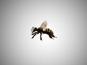 bee low poly rigged game ready Model 3D