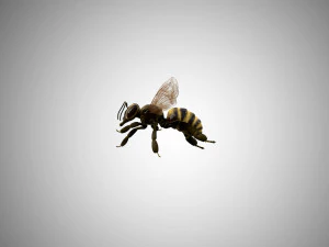 bee low poly rigged game ready 3D Model