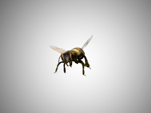 bee low poly rigged game ready Model 3D