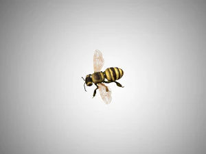 bee low poly rigged game ready 3D Model