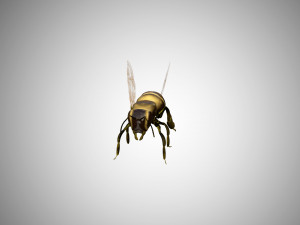 bee low poly rigged game ready Model 3D