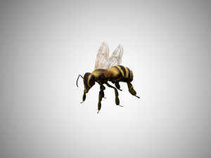 bee low poly rigged game ready Model 3D