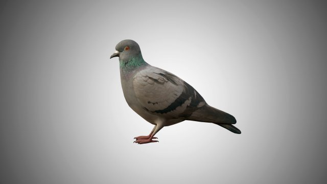 pigeon low poly rigged game ready 3D Model .c4d .max .obj .3ds .fbx .stl .blend 