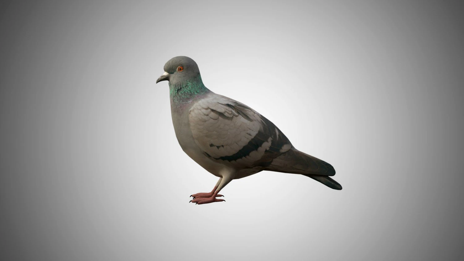pigeon low poly rigged game ready 3D Model .c4d .max .obj .3ds .fbx .stl .blend