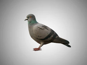 pigeon low poly rigged game ready 3D Model