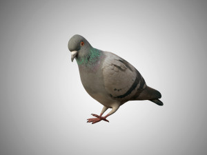 pigeon low poly rigged game ready 3D Model