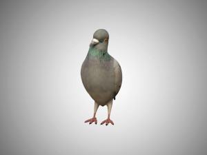 pigeon low poly rigged game ready 3D Model