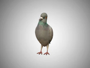 pigeon low poly rigged game ready 3D Model