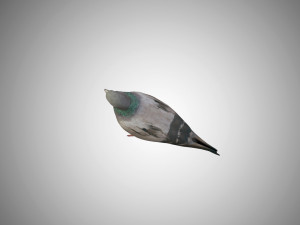 pigeon low poly rigged game ready 3D Model