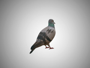 pigeon low poly rigged game ready 3D Model