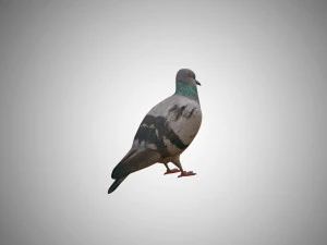 pigeon low poly rigged game ready 3D Model